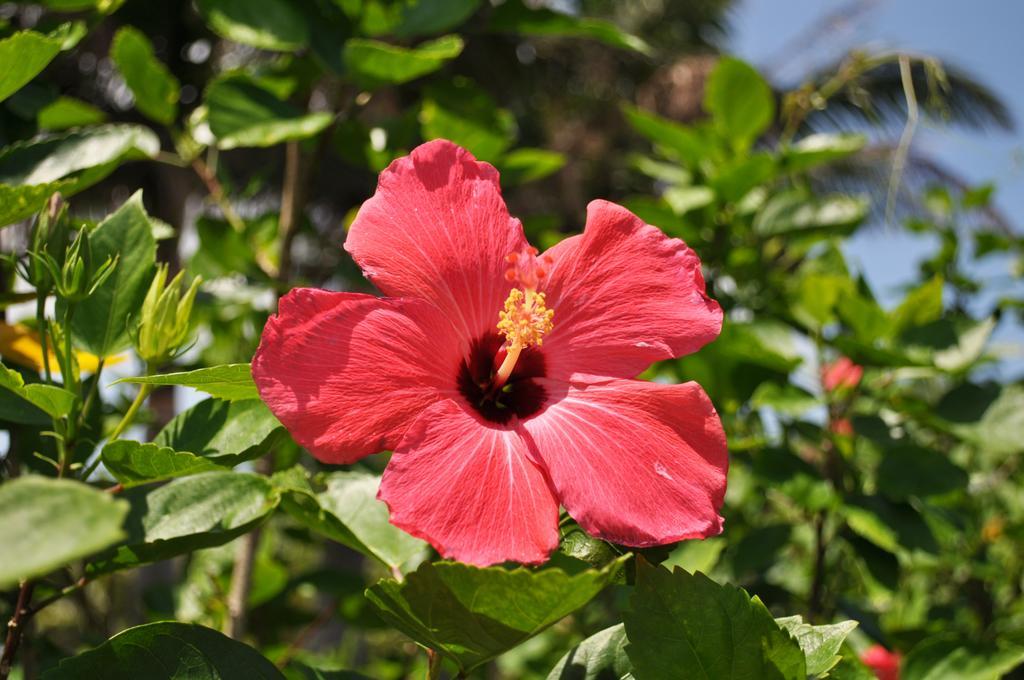 Hotel Tulip Ishigakijima Ishigaki  Eksteriør bilde